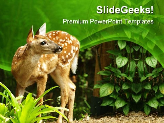 Deer Animals PowerPoint Templates And PowerPoint Backgrounds 0411 Deer Animals PowerPoint Templates And PowerPoint Backgrounds 0411