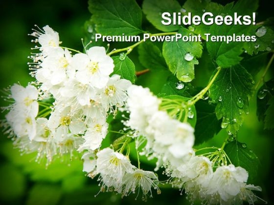 Dew Drops On White Flowers Beauty PowerPoint Themes And PowerPoint Slides 0311 Dew Drops On White Flowers Beauty PowerPoint Themes And PowerPoint Slides 0311
