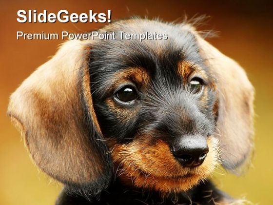 Dog Animals PowerPoint Backgrounds And Templates 1210 Dog Animals PowerPoint Backgrounds And Templates 1210