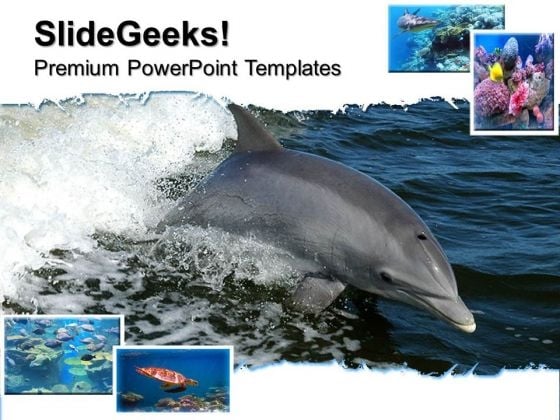 Dolphin Animals PowerPoint Templates And PowerPoint Themes 0512 Dolphin Animals PowerPoint Templates And PowerPoint Themes 0512