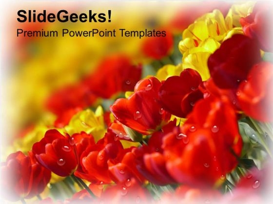 Due Drops On Tulip Flowers PowerPoint Templates Ppt Backgrounds For Slides 0713 Due Drops On Tulip Flowers PowerPoint Templates Ppt Backgrounds For Slides 0713