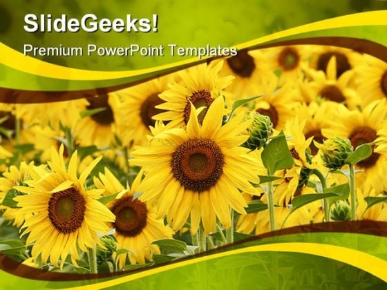Field Of Sunflowers Beauty PowerPoint Themes And PowerPoint Slides 0311 Field Of Sunflowers Beauty PowerPoint Themes And PowerPoint Slides 0311