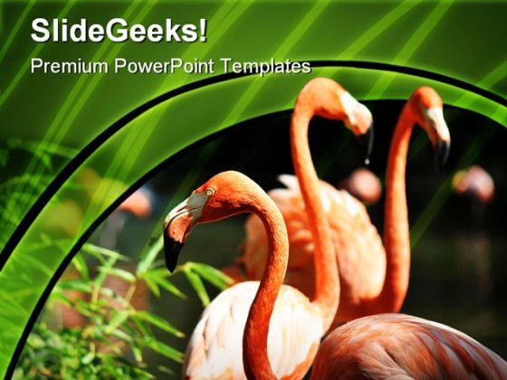 Flamingo Animals PowerPoint Templates And PowerPoint Backgrounds 0211 Flamingo Animals PowerPoint Templates And PowerPoint Backgrounds 0211