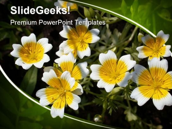 Flower Nature PowerPoint Templates And PowerPoint Backgrounds 0311 Flower Nature PowerPoint Templates And PowerPoint Backgrounds 0311