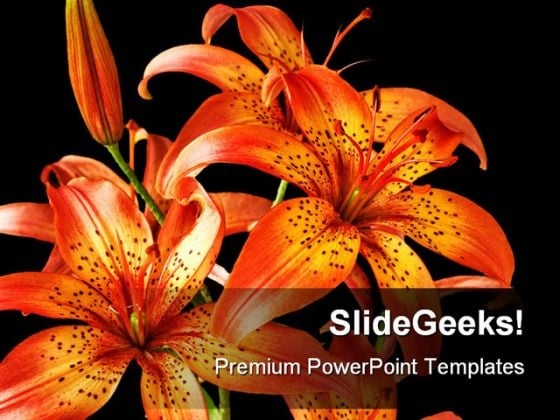 Flowers Lily Beauty PowerPoint Backgrounds And Templates 1210 Flowers Lily Beauty PowerPoint Backgrounds And Templates 1210