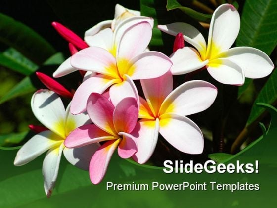 Frangipani Flowers Beauty PowerPoint Template 0910