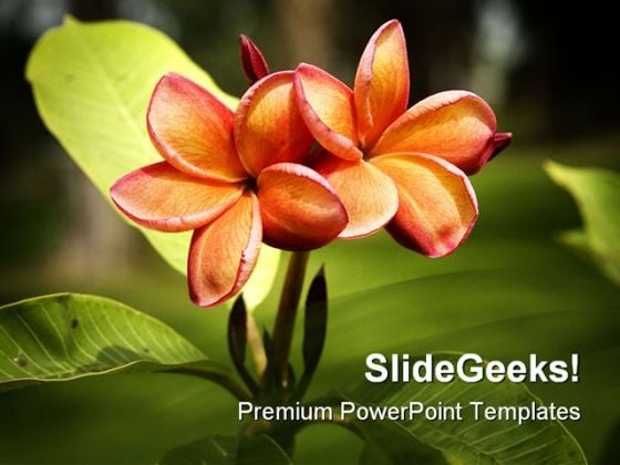 Frangipani Orange Flower Nature PowerPoint Templates And PowerPoint Backgrounds 0311
