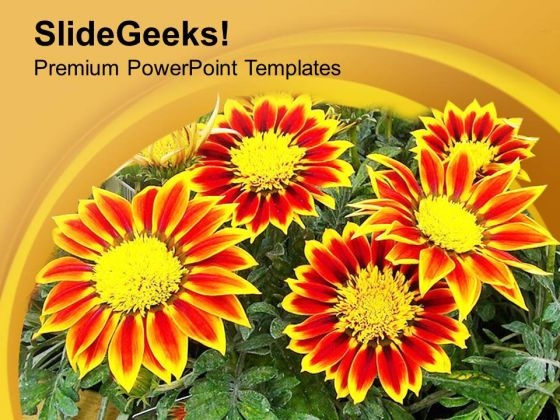 Gazanias Summer Flowering Plant PowerPoint Templates Ppt Backgrounds For Slides 0513