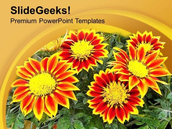 Gazanias Summer Flowering Plant PowerPoint Templates Ppt Backgrounds For Slides 0513 Gazanias Summer Flowering Plant PowerPoint Templates Ppt Backgrounds For Slides 0513