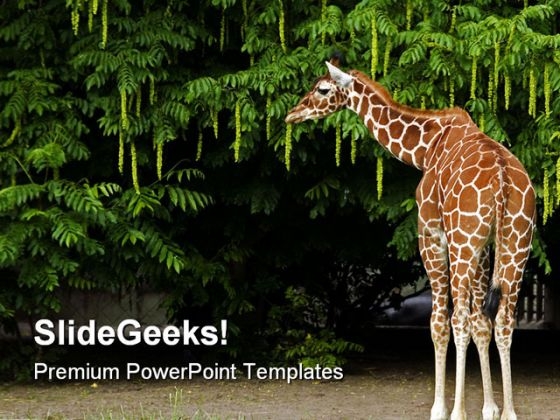 Giraffe Animals PowerPoint Themes And PowerPoint Slides 0211 Giraffe Animals PowerPoint Themes And PowerPoint Slides 0211
