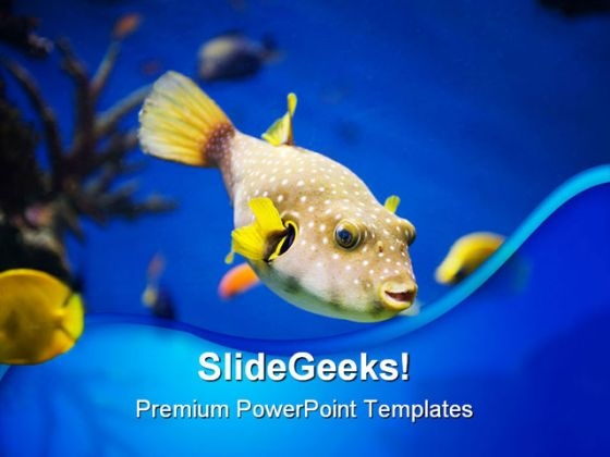 Golden Fish Animals PowerPoint Templates And PowerPoint Backgrounds 0211 Golden Fish Animals PowerPoint Templates And PowerPoint Backgrounds 0211