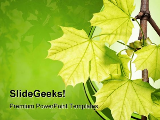 Green Maple Leaves Nature PowerPoint Themes And PowerPoint Slides 0511 Green Maple Leaves Nature PowerPoint Themes And PowerPoint Slides 0511