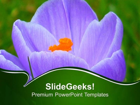 Growing Crocus Spring Flower PowerPoint Templates Ppt Backgrounds For Slides 0513 Growing Crocus Spring Flower PowerPoint Templates Ppt Backgrounds For Slides 0513