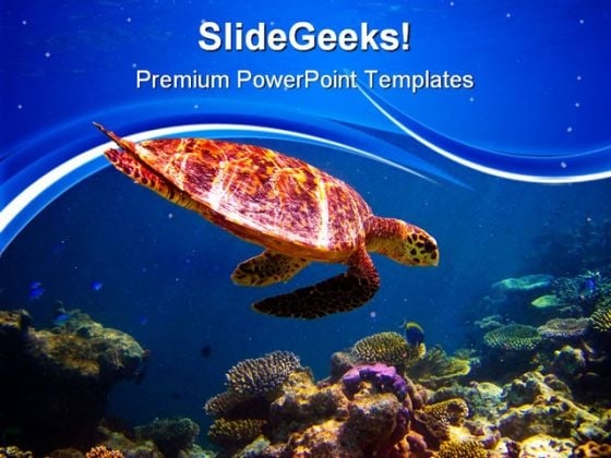 Hawksbill Turtle Swimming Animals PowerPoint Themes And PowerPoint Slides 0511 Hawksbill Turtle Swimming Animals PowerPoint Themes And PowerPoint Slides 0511