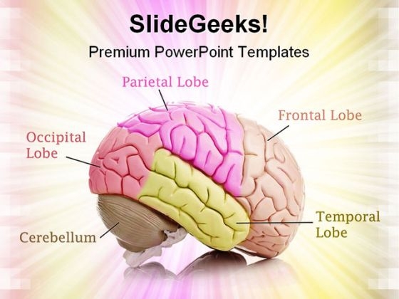 Human Brain01 Medical PowerPoint Templates And PowerPoint Backgrounds 0711 Human Brain01 Medical PowerPoint Templates And PowerPoint Backgrounds 0711