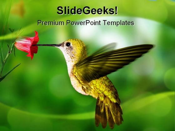 Humming Bird Animals PowerPoint Template 0910 Humming Bird Animals PowerPoint Template 0910