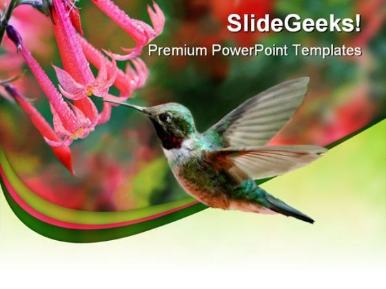 Humming Bird Animals PowerPoint Themes And PowerPoint Slides 0211 Humming Bird Animals PowerPoint Themes And PowerPoint Slides 0211