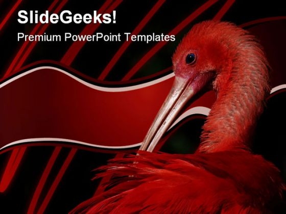 Ibis Animals PowerPoint Themes And PowerPoint Slides 0211 Ibis Animals PowerPoint Themes And PowerPoint Slides 0211