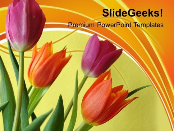 Illustration Of Colorful Tulip Flowers PowerPoint Templates Ppt Backgrounds For Slides 0213 Illustration Of Colorful Tulip Flowers PowerPoint Templates Ppt Backgrounds For Slides 0213