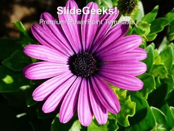 Image Of Gerbera Flower With Green Leaves PowerPoint Templates Ppt Backgrounds For Slides 1212 Image Of Gerbera Flower With Green Leaves PowerPoint Templates Ppt Backgrounds For Slides 1212