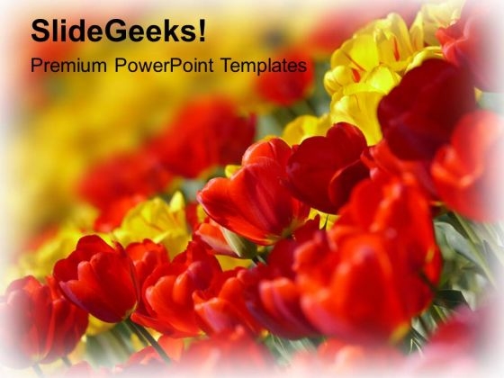 Image Of Red Yellow Tulip Flowers PowerPoint Templates Ppt Backgrounds For Slides 0713 Image Of Red Yellow Tulip Flowers PowerPoint Templates Ppt Backgrounds For Slides 0713