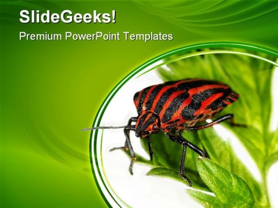 Insect Animals PowerPoint Templates And PowerPoint Backgrounds 0511