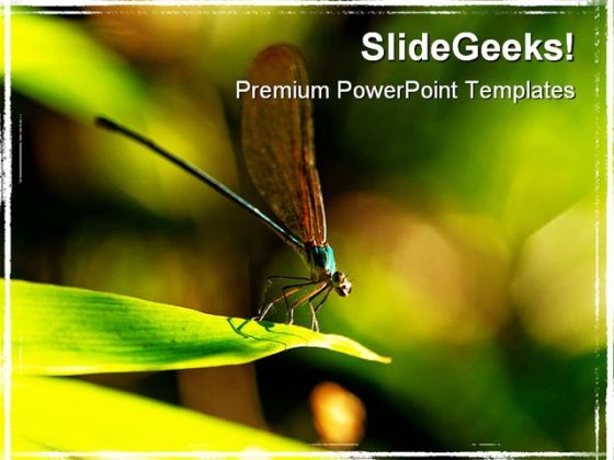 Insect Macro Laos Animals PowerPoint Themes And PowerPoint Slides 0211 Insect Macro Laos Animals PowerPoint Themes And PowerPoint Slides 0211