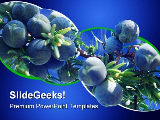 Juniperus Nature PowerPoint Templates And PowerPoint Backgrounds 0211 Juniperus Nature PowerPoint Templates And PowerPoint Backgrounds 0211