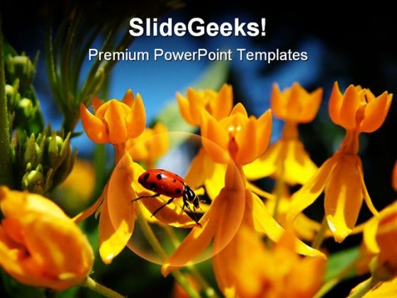 Lady Bug On Yellow Flowers Beauty PowerPoint Themes And PowerPoint Slides 0211 Lady Bug On Yellow Flowers Beauty PowerPoint Themes And PowerPoint Slides 0211