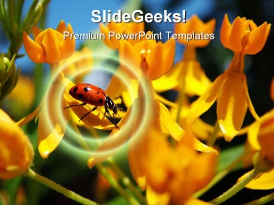 Ladybug Animal PowerPoint Template 1110 Ladybug Animal PowerPoint Template 1110
