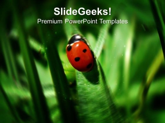 Ladybug Showa Luck And Prosperty PowerPoint Templates Ppt Backgrounds For Slides 0513 Ladybug Showa Luck And Prosperty PowerPoint Templates Ppt Backgrounds For Slides 0513