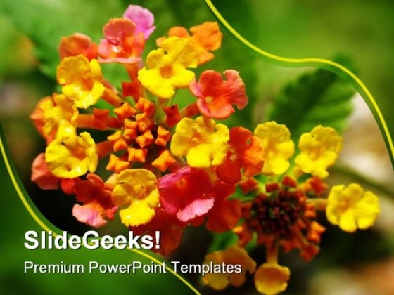 Lantana Nature PowerPoint Templates And PowerPoint Backgrounds 0311 Lantana Nature PowerPoint Templates And PowerPoint Backgrounds 0311