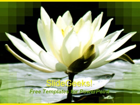 Beautiful Lily Flower PowerPoint Template Beautiful Lily Flower PowerPoint Template