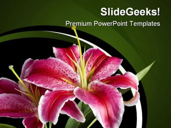 Lily Flowers Beauty PowerPoint Templates And PowerPoint Backgrounds 0311 Lily Flowers Beauty PowerPoint Templates And PowerPoint Backgrounds 0311