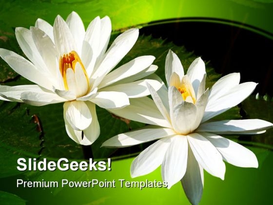 Lotus Flowers Beauty PowerPoint Template 1110 Lotus Flowers Beauty PowerPoint Template 1110