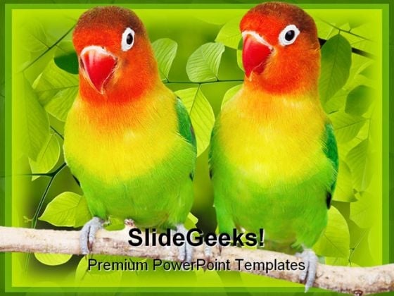 Love Birds Parrots Animals PowerPoint Templates And PowerPoint Backgrounds 0111 Love Birds Parrots Animals PowerPoint Templates And PowerPoint Backgrounds 0111