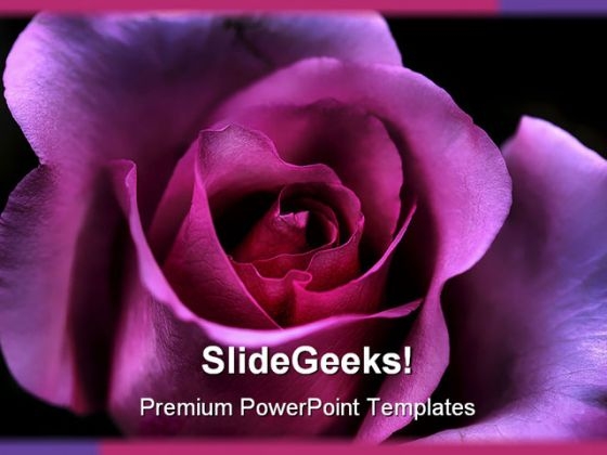 Macro Pink Rose Beauty PowerPoint Templates And PowerPoint Backgrounds 0311