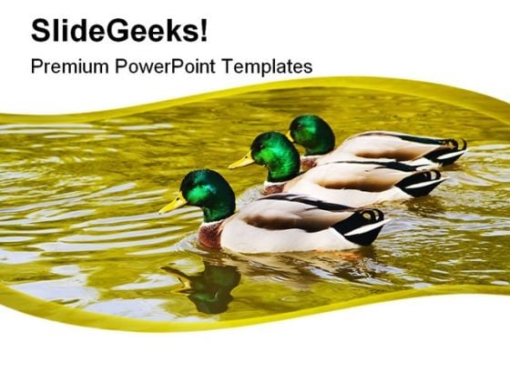 mallard_duck_family_powerpoint_templates_and_powerpoint_backgrounds_0211_title