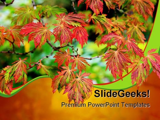 Maple Tree Nature PowerPoint Backgrounds And Templates 0111 Maple Tree Nature PowerPoint Backgrounds And Templates 0111
