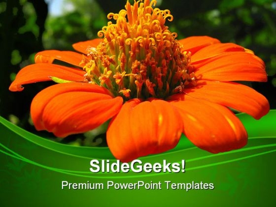 Mexican Sunflower Beauty PowerPoint Templates And PowerPoint Backgrounds 0311 Mexican Sunflower Beauty PowerPoint Templates And PowerPoint Backgrounds 0311