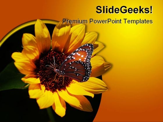 Miniature Sunflower Beauty PowerPoint Templates And PowerPoint Backgrounds 0211