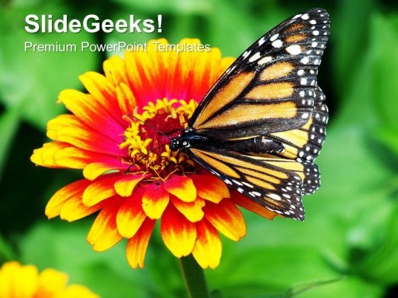 Monarch Butterfly Resting On A Summer Flower PowerPoint Templates Ppt Backgrounds For Slides 1212 Monarch Butterfly Resting On A Summer Flower PowerPoint Templates Ppt Backgrounds For Slides 1212