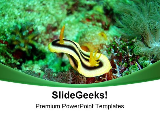 Nudibranch Underwater Animals PowerPoint Templates And PowerPoint Backgrounds 0611 Nudibranch Underwater Animals PowerPoint Templates And PowerPoint Backgrounds 0611