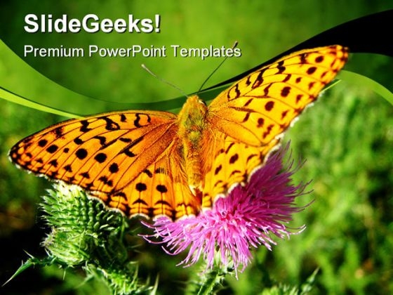 Orange Butterfly Animals PowerPoint Themes And PowerPoint Slides 0211 Orange Butterfly Animals PowerPoint Themes And PowerPoint Slides 0211