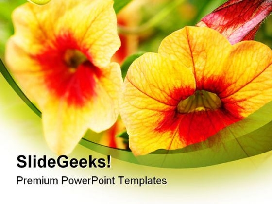 Orange Flowers Nature PowerPoint Backgrounds And Templates 0111 Orange Flowers Nature PowerPoint Backgrounds And Templates 0111