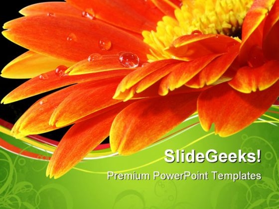 Orange Gerbera Daisy Flower Beauty PowerPoint Templates And PowerPoint Backgrounds 0611