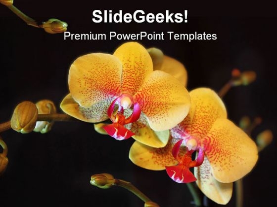 Orchid Flower Beauty PowerPoint Backgrounds And Templates 1210 Orchid Flower Beauty PowerPoint Backgrounds And Templates 1210