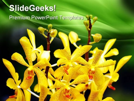 Orchids Flower Beauty PowerPoint Themes And PowerPoint Slides 0511 Orchids Flower Beauty PowerPoint Themes And PowerPoint Slides 0511
