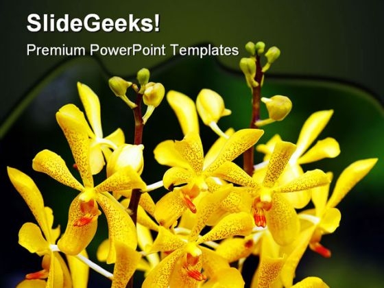 Orchids Flowers Beauty PowerPoint Backgrounds And Templates 0111 Orchids Flowers Beauty PowerPoint Backgrounds And Templates 0111