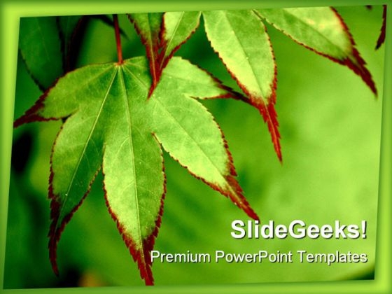Painted Maple Nature PowerPoint Backgrounds And Templates 1210 Painted Maple Nature PowerPoint Backgrounds And Templates 1210